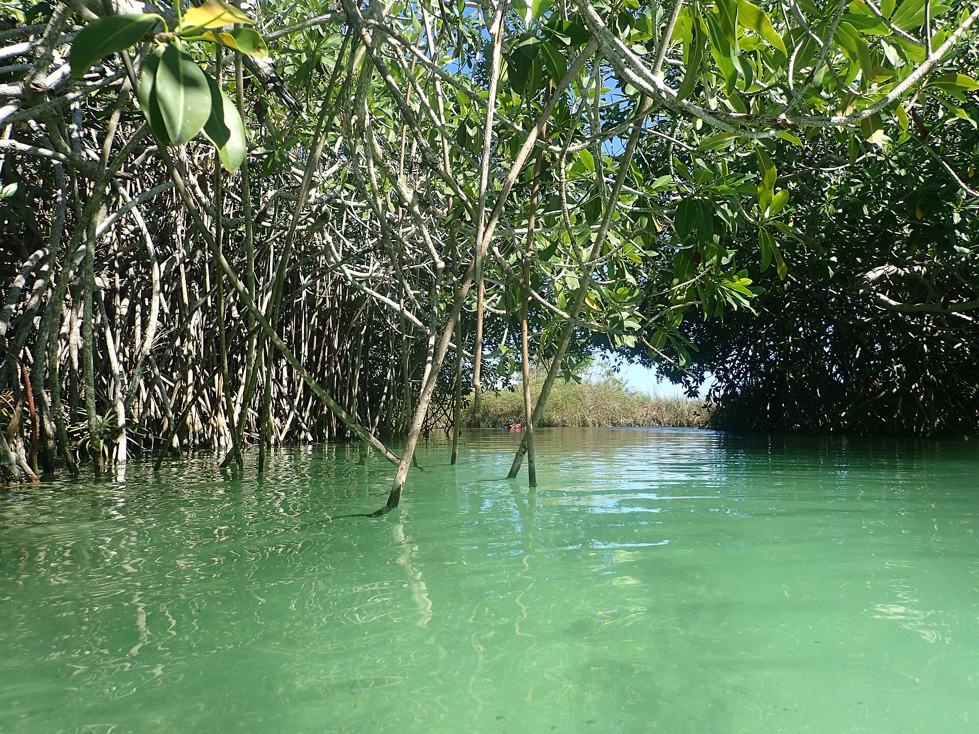 Mangrove channel with clear green water in the Sian Ka'an reserve near Tulum